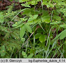 Euphorbia dulcis (wilczomlecz słodki)