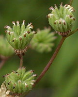 Filipendula vulgaris