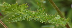 Filipendula vulgaris