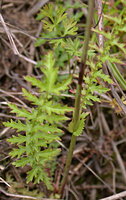 Filipendula vulgaris