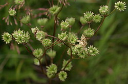 Filipendula vulgaris