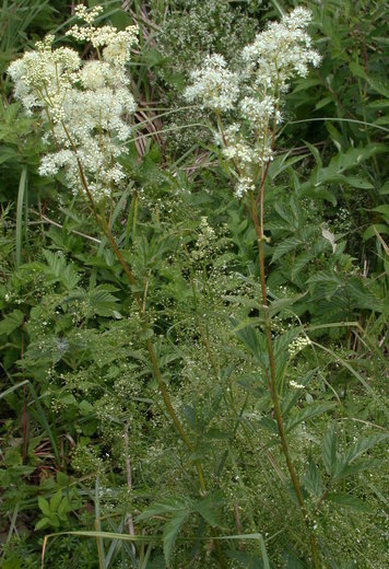 Filipendula ulmaria (wiązówka błotna)