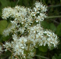 Filipendula ulmaria (wiązówka błotna)