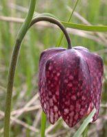 Fritillaria meleagris (szachownica kostkowata)