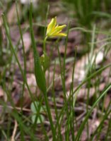 Gagea spathacea