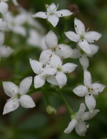 Galium saxatile (przytulia hercyńska)