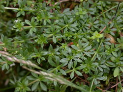 Galium saxatile (przytulia hercyńska)