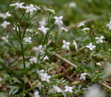 Galium saxatile (przytulia hercyńska)