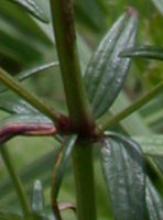 Galium boreale (przytulia północna)