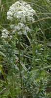 Galium boreale (przytulia północna)