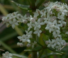 Galium boreale (przytulia północna)