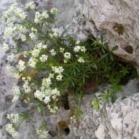 Galium cracoviense