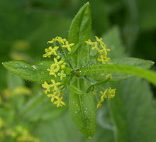 Cruciata laevipes (przytulinka krzyżowa)