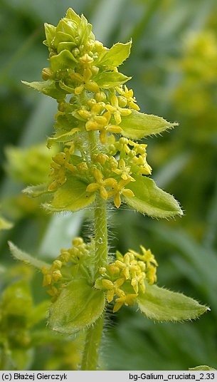 Cruciata laevipes (przytulinka krzyżowa)