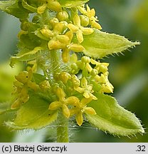 Cruciata laevipes (przytulinka krzyżowa)