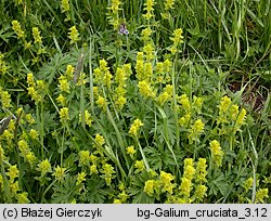 Cruciata laevipes (przytulinka krzyżowa)