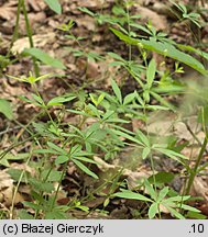 Galium sylvaticum (przytulia leśna)