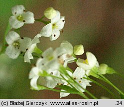 Galium sylvaticum (przytulia leśna)