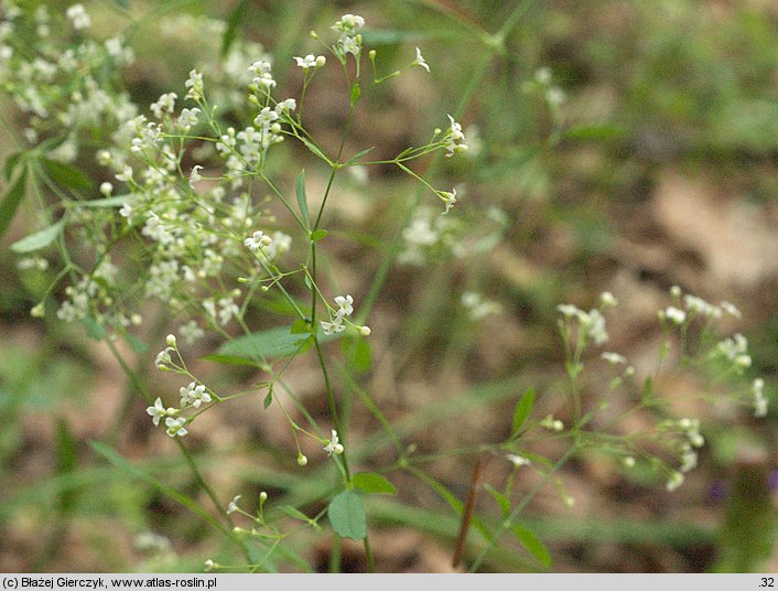 Galium sylvaticum (przytulia leśna)