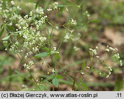 Galium sylvaticum (przytulia leśna)