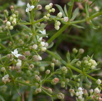 Galium sudeticum