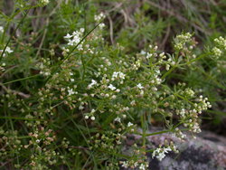 Galium sudeticum