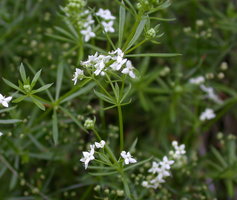 Galium valdepilosum (przytulia stepowa)