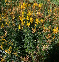 Genista tinctoria (janowiec barwierski)