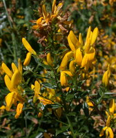 Genista tinctoria (janowiec barwierski)