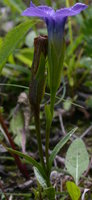 Gentianella ciliata (goryczuszka orzęsiona)