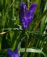 Gentiana pneumonanthe