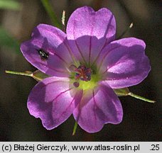 Geranium columbinum (bodziszek gołębi)