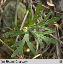 Geranium columbinum (bodziszek gołębi)