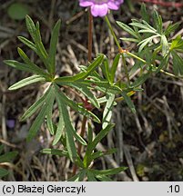 Geranium columbinum (bodziszek gołębi)