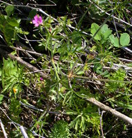 Geranium dissectum