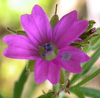 Geranium dissectum