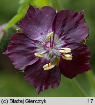 Geranium phaeum (bodziszek żałobny)