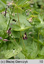 Geranium phaeum (bodziszek żałobny)