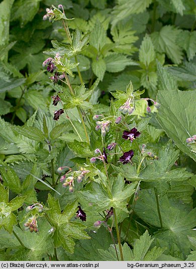 Geranium phaeum (bodziszek żałobny)