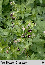 Geranium phaeum (bodziszek żałobny)