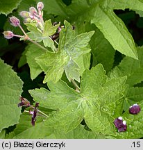 Geranium phaeum (bodziszek żałobny)