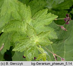 Geranium phaeum (bodziszek żałobny)