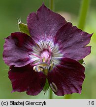 Geranium phaeum (bodziszek żałobny)