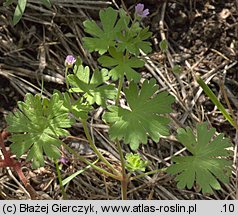 Geranium pusillum (bodziszek drobny)