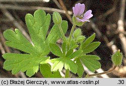 Geranium pusillum (bodziszek drobny)