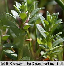 Lysimachia maritima (mlecznik nadmorski)