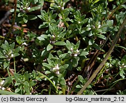 Lysimachia maritima (mlecznik nadmorski)