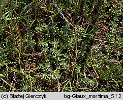 Lysimachia maritima (mlecznik nadmorski)