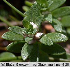 Lysimachia maritima (mlecznik nadmorski)