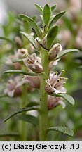 Lysimachia maritima (mlecznik nadmorski)